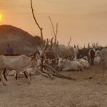2 South Sudan cattle (11)