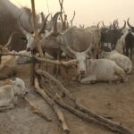 2 South Sudan cattle (12)