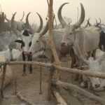 2 South Sudan cattle (13)