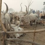 2 South Sudan cattle (15)