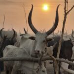 2 South Sudan cattle (16)