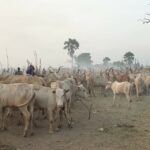 2 South Sudan cattle (19)