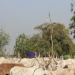 2 South Sudan cattle (2)