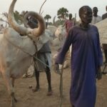 2 South Sudan cattle (22)
