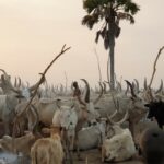 2 South Sudan cattle (23)