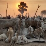 2 South Sudan cattle (24)