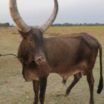 2 South Sudan cattle (29)