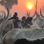 2 South Sudan cattle (3)