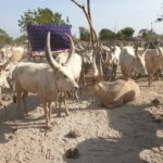 2 South Sudan cattle (37)