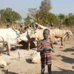2 South Sudan cattle (45)