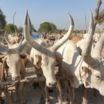 2 South Sudan cattle (46)