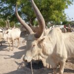 2 South Sudan cattle (54)