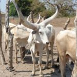2 South Sudan cattle (69)