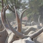 2 South Sudan cattle (72)