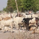 2 South Sudan cattle (74)